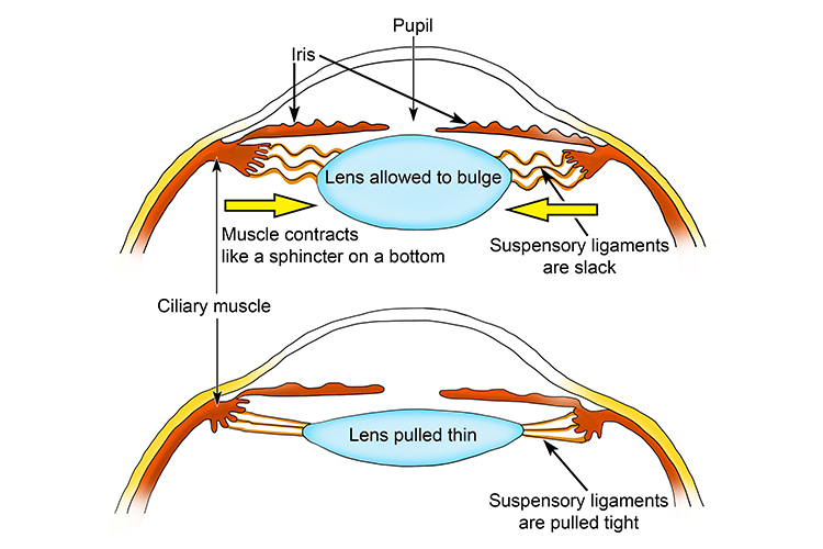 Diagram showing the cross section of the  eye with the ciliary muscles and suspensory ligaments
